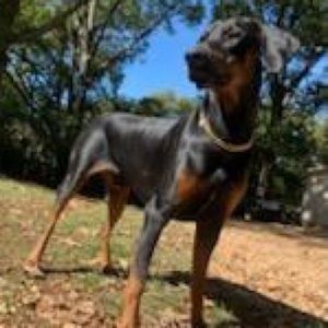 Meet your Posher, Suzanne